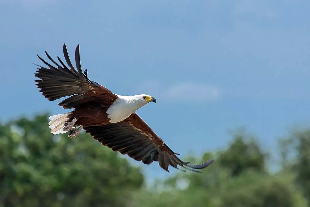 African fishing eagle flying